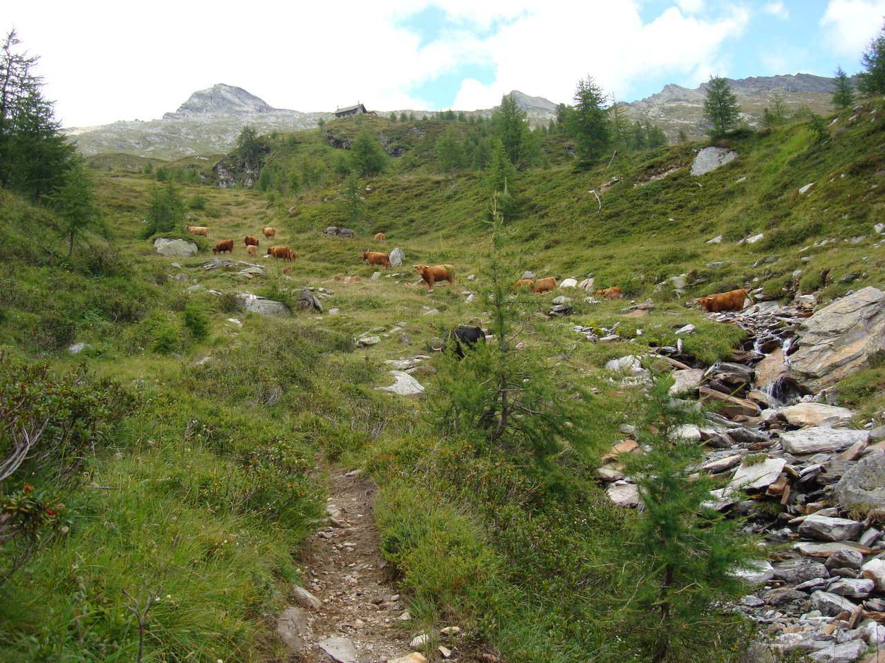 Grembiule da cucina - Mucca highland - KITATORI Svizzera